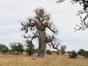 Baobab