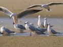 Dünnschnabelmöwen